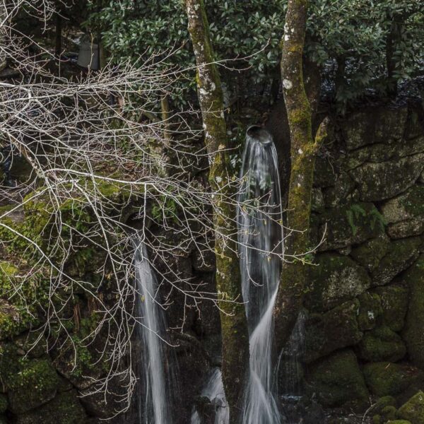 Cascata Musgo Florestal